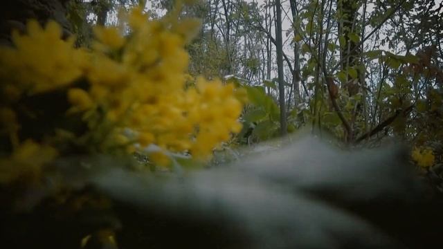 Zejnep ve Omer (Official Video 4K) смотреть онлайн