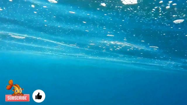 Pearlscale Goldfish | Pearlscale Goldfish Care And Info | Caring For Pearlscale Goldfish! смотреть онлайн