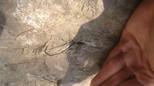 Dragon fly/Scorpion?? never saw b4 смотреть онлайн