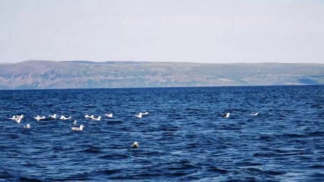 Навстречу китам в июле смотреть онлайн