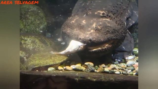 CONHEÇAM O MAIOR ANFÍBIO DO MUNDO-SALAMANDRA GIGANTE смотреть онлайн