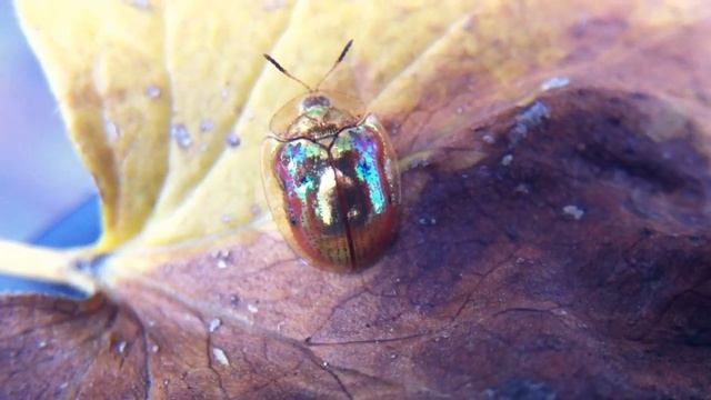 Charidotella sexpunctata does not like trains. смотреть онлайн