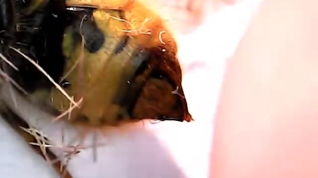 Оса смотреть онлайн