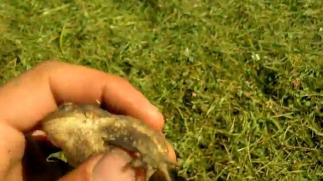 Лягушка пищалка смотреть онлайн