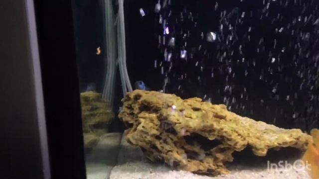 Что случилось с икрой?! Новые жители в аквариуме/Aquarium Fish/New residents in the aquarium смотреть онлайн