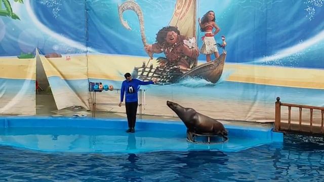 Лазаревский дельфинарий "Морская звезда" 🐬😍 А вы любите дельфинов? смотреть онлайн