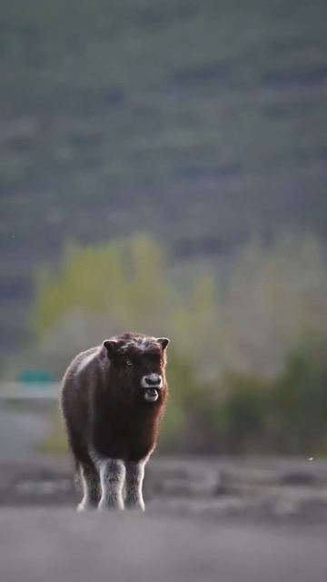 Muskox of the Alaskan Tundra #alaska #wildlifephotography #muskox смотреть онлайн