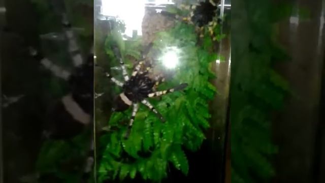 Poecilotheria regalis mating смотреть онлайн
