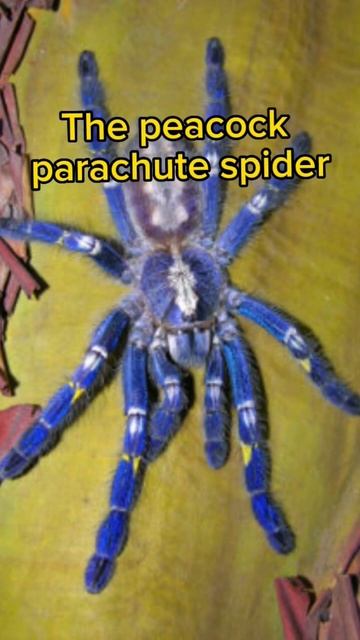 This may cure your arachnophobia #spiders #tarantula #cute #arachnophobia смотреть онлайн