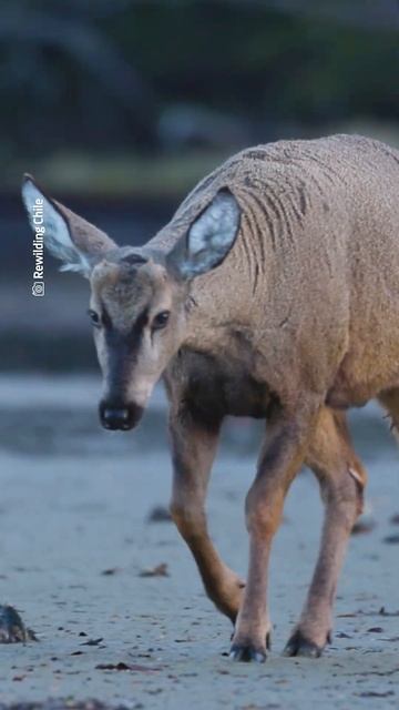 Captan inusual avistamiento de huemul en Magallanes смотреть онлайн