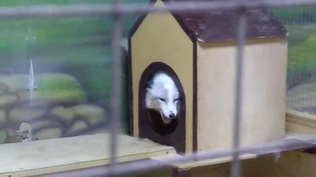 Крик лисицы смотреть онлайн