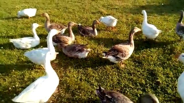 Гуси на выгуле. смотреть онлайн