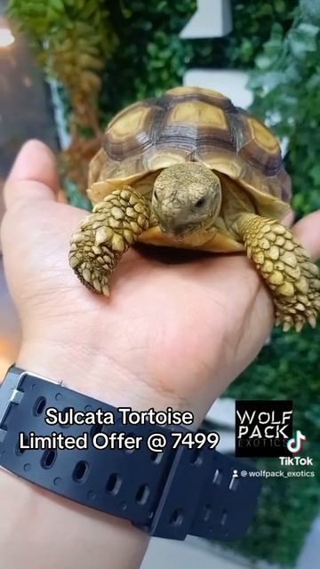 #Payday #Sale Sulcata Pets only at Wolfpack Exotics смотреть онлайн