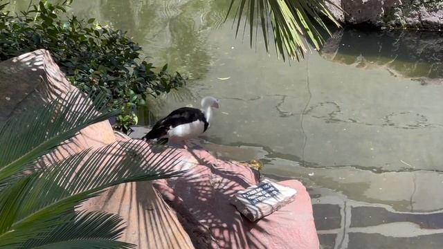 Flamingo Hotel || Flamingo Wildlife Habitat || Las Vegas Hotel