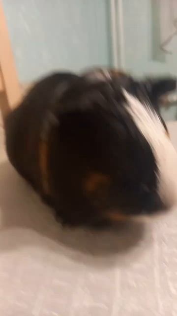 макияж для морской свинки ✨️✨️✨️ смотреть онлайн