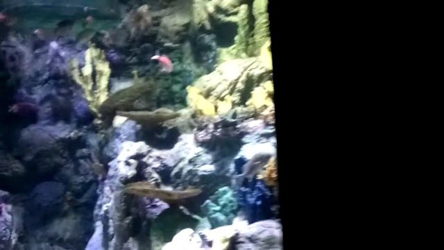 Океанаріум у Loro park Пуэрто-де-ла-Крус смотреть онлайн