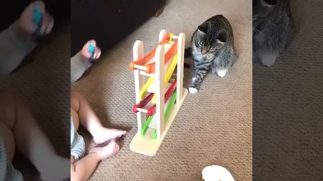 Коты и кошки мяу смотреть онлайн