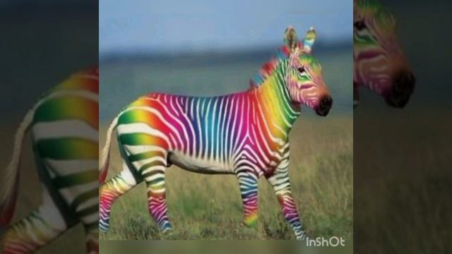 The funniest , worldwide similar photos about ZEBRAS!!!🦓 смотреть онлайн