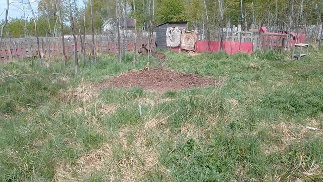 10.05.23. выпуск кукушки и так далее. #центрфеникс смотреть онлайн