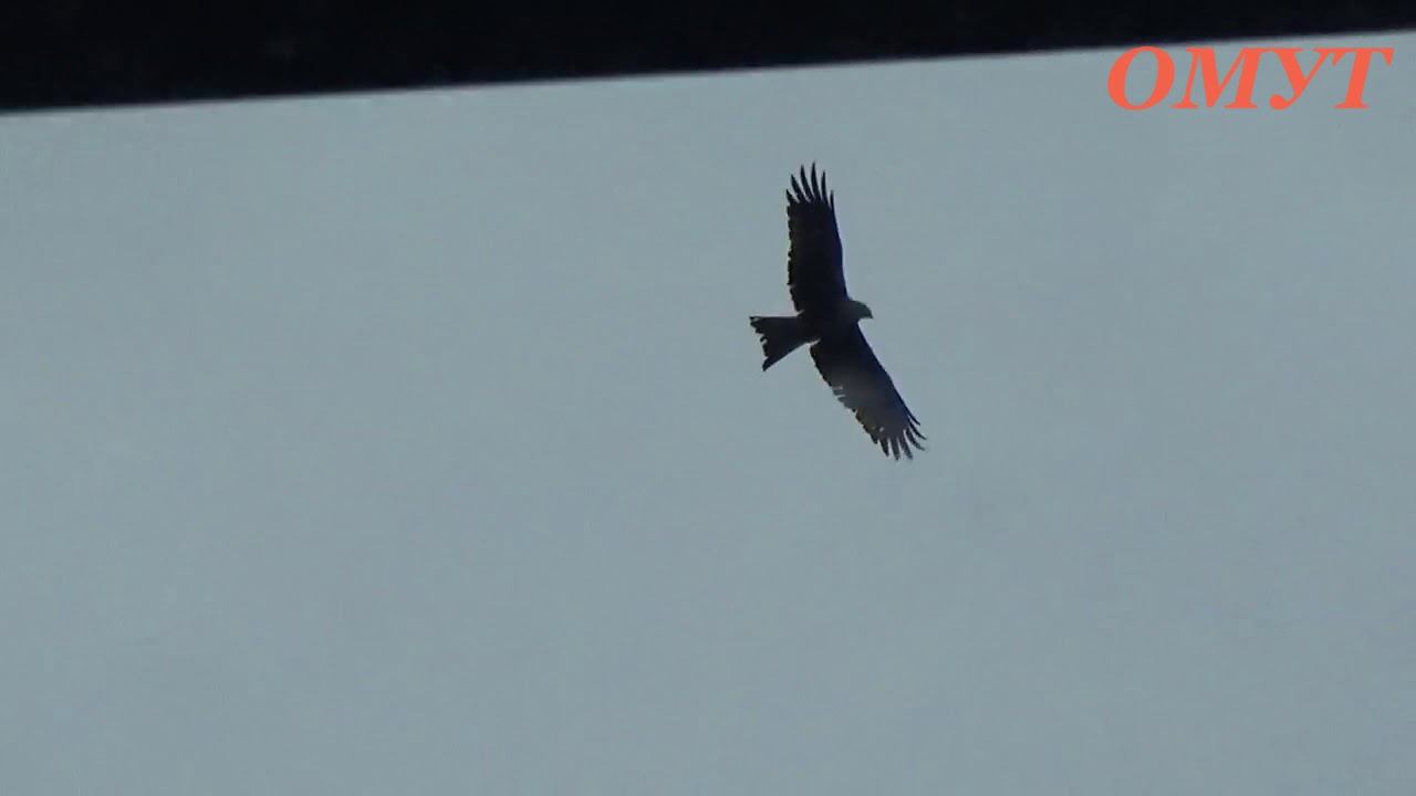 291. ЕЩЁ ТОЛЬКО ПЕРВЫЙ ДЕНЬ А УЖЕ ДВИЖУХА... смотреть онлайн