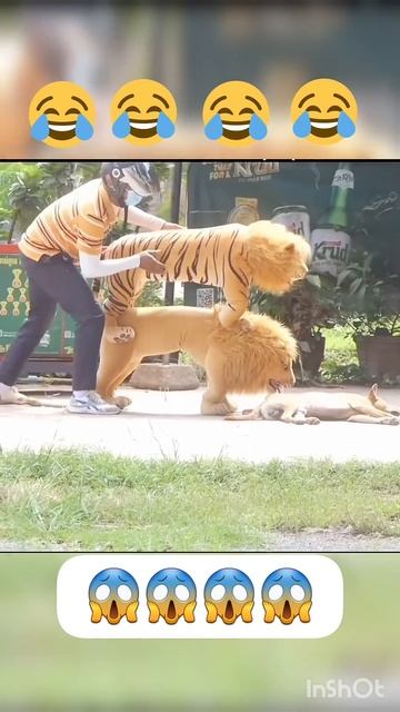 Wild Encounters: Lion, Tiger, and Dog Adventures on the Open Road!😂😂😱😱😱😱😱😱 смотреть онлайн