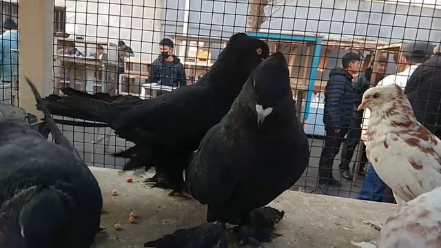 АНДИЖОН СОЙ КАБУТАР БОЗОР  ГОЛУБИНЫЙ РЫНОК УЗБЕКИСТАНА  Pigeons, Kabootar Bazi,doves, Kabutar,