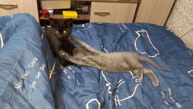Милые весёлые котята! Забавные игры малышей! смотреть онлайн
