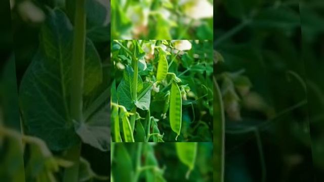 Горох #ботаник #здоровье #природа #растения #травы #красота смотреть онлайн