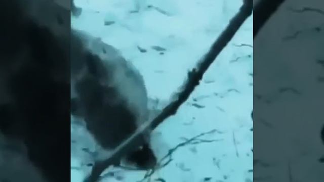 Охотник родился в рубашке😃🙈 смотреть онлайн