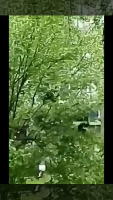 Спасатели спасли сову смотреть онлайн