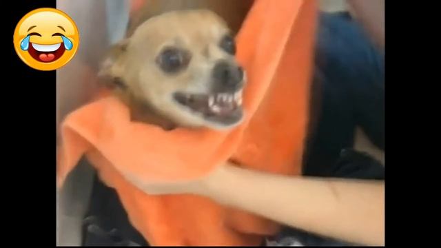 Funny dogs to make you happy and smile - BEST FUNNY DOGS COMPILATION смотреть онлайн