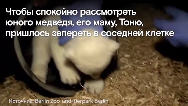 Новорожденный белый медвежонок оказался мальчиком смотреть онлайн