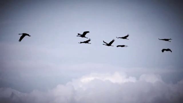 Журавли смотреть онлайн