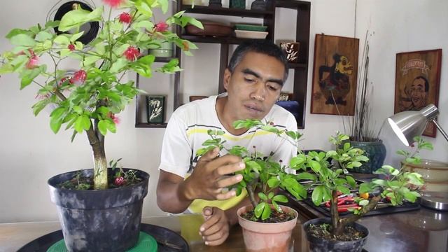 Bonsai Kaliandra (Calliandra Tergemina Var. Emarginata) смотреть онлайн