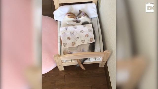 Adorable Kitten Twins Love To Sleep Side By Side смотреть онлайн