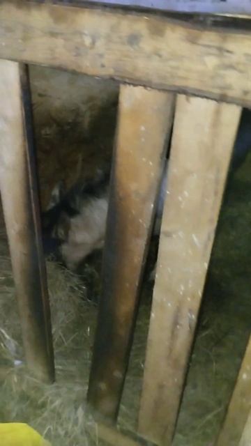 А ДОБРОЕ СЛОВО И КОШКЕ ПРИЯТНО) смотреть онлайн