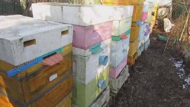 убираю верхнюю вентиляцию у пчел при зимовке на воле, для экономии корма 7.02.2025 смотреть онлайн