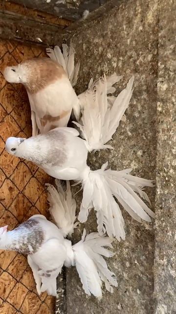 Рантовая птица 🚀 смотреть онлайн