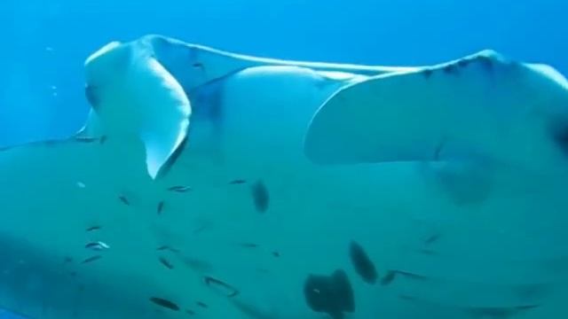 Manta rays and Whale shark in the Maldives смотреть онлайн