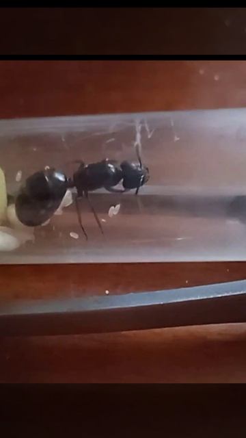 #ants #Матка #муравьёв первые коконы #колония с нуля смотреть онлайн