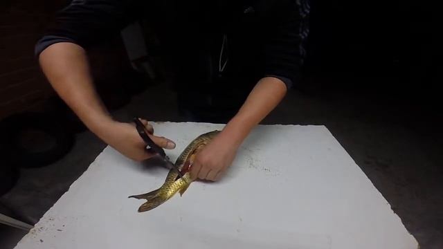 Disección de una carpa TF EFA La Malvesía смотреть онлайн