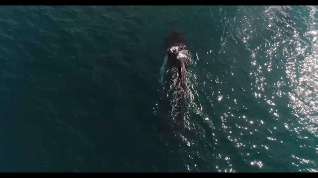 Calming Serene Video/Music Dolphins And Whales #sleepmusic #calming #quicksleep #relax