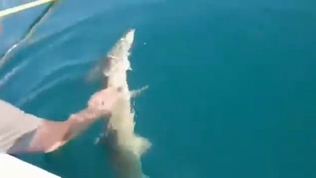 Крупный улов смотреть онлайн