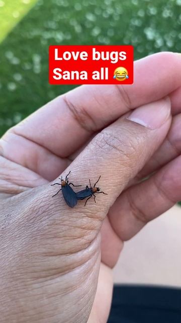 Love bugs ❤️ смотреть онлайн