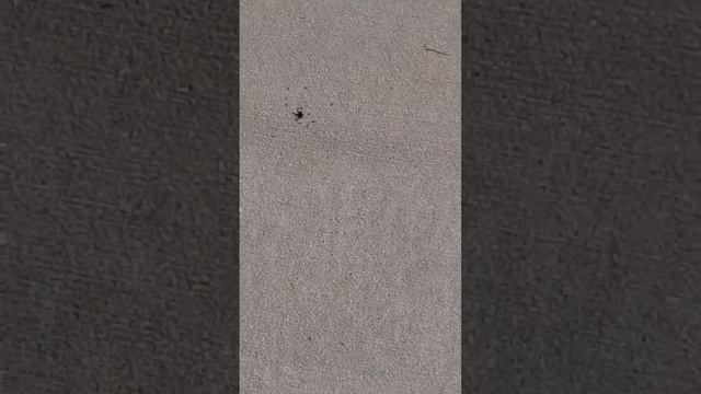 Red Fire Ants (Solenopsis Invicta) смотреть онлайн