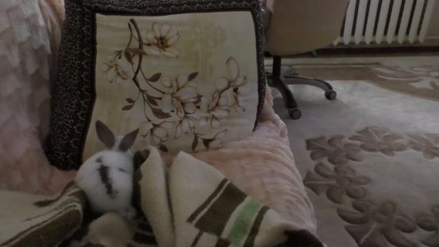 Наш няшный кролик на диване смотреть онлайн