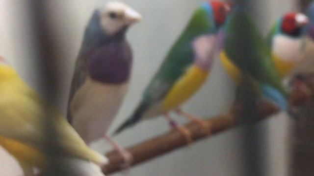 Амадины Гульда,птенчики. смотреть онлайн