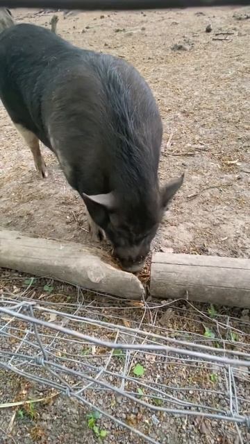 Дикий кабан смотреть онлайн