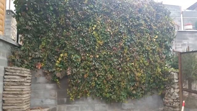 Осень в питомнике смотреть онлайн