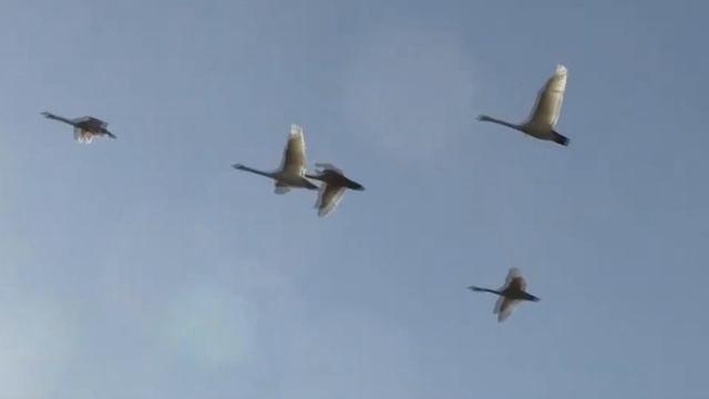Видео ролик о непростой судьбе * ВОЗРОЖДЕНИЕ * смотреть онлайн